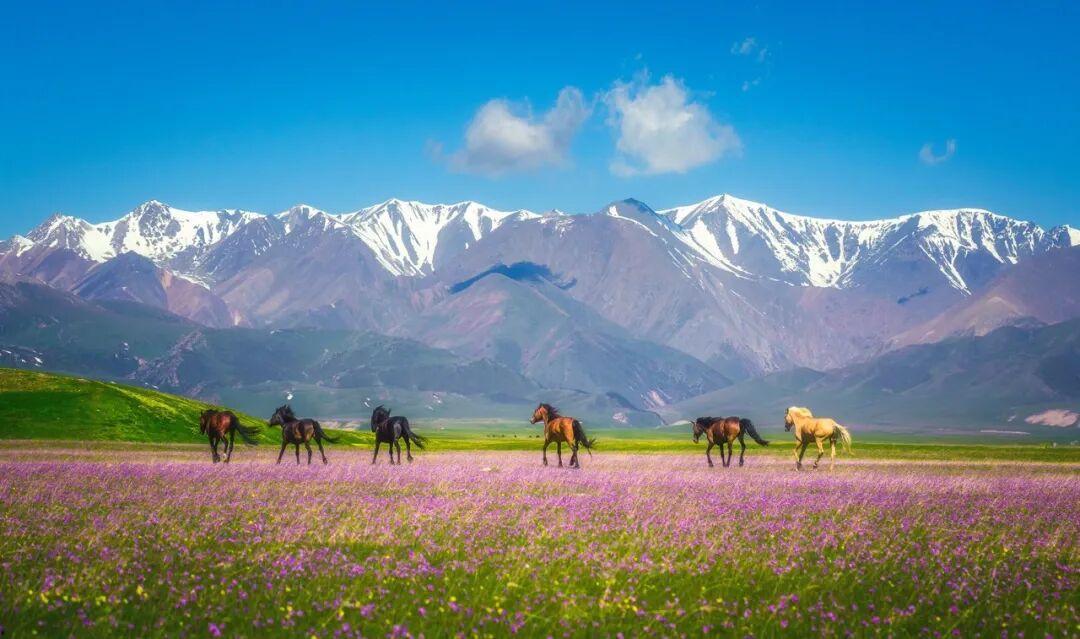 每日大赛在线观看这是，我们的新疆！